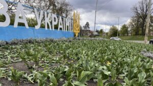 У Києві невідомі потоптали квітучі тюльпани, – ФОТО